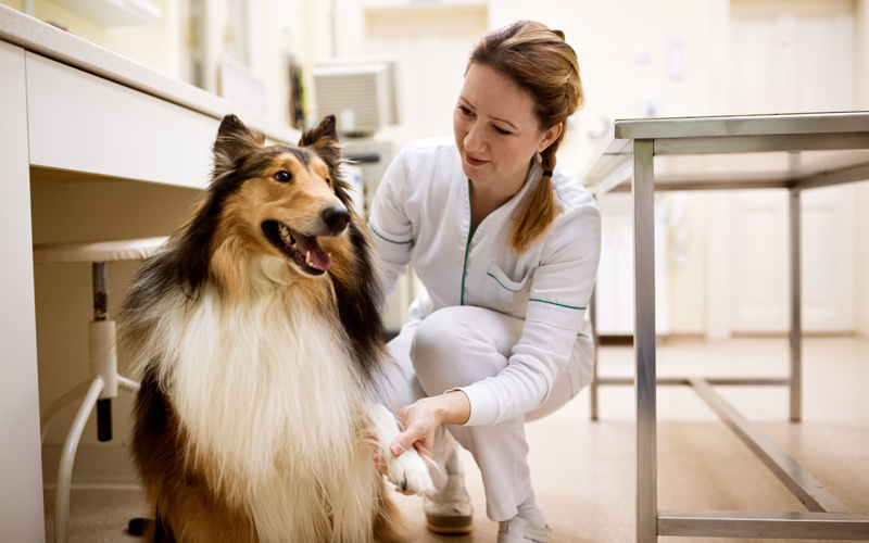 A Support Guide for Veterinarian Mental Health