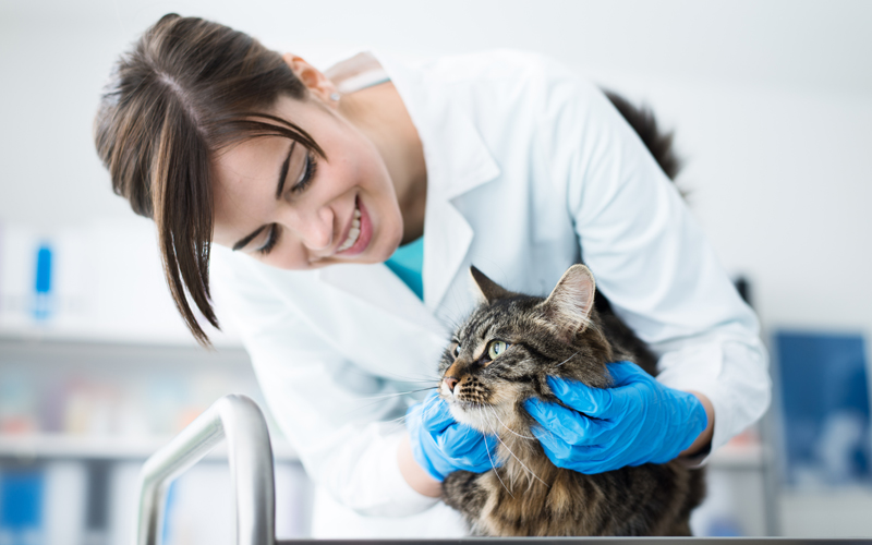 Defending Your Veterinary License