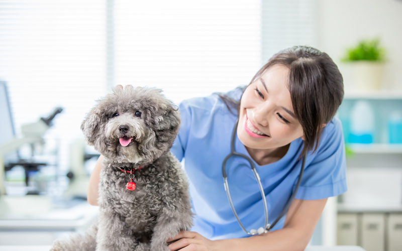 Expert Relief Work Hires Can Relieve Stress for a Veterinary Practice