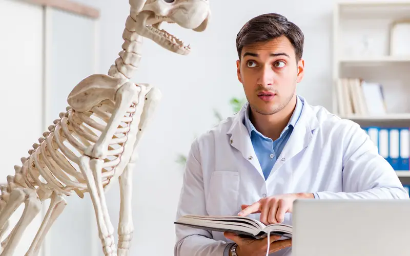 How Long Does It Take to a Veterinarian?