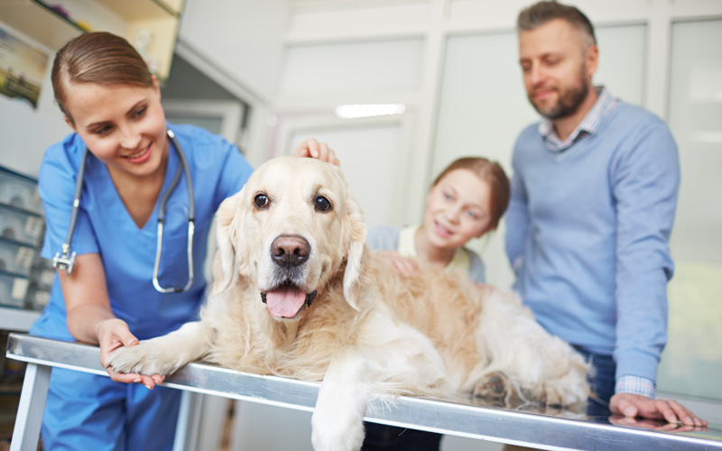 How to Avoid a Veterinarian Professional Liability Claim