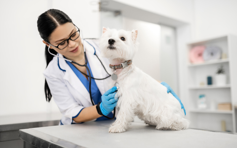 Make Your Own Schedule as a Veterinarian