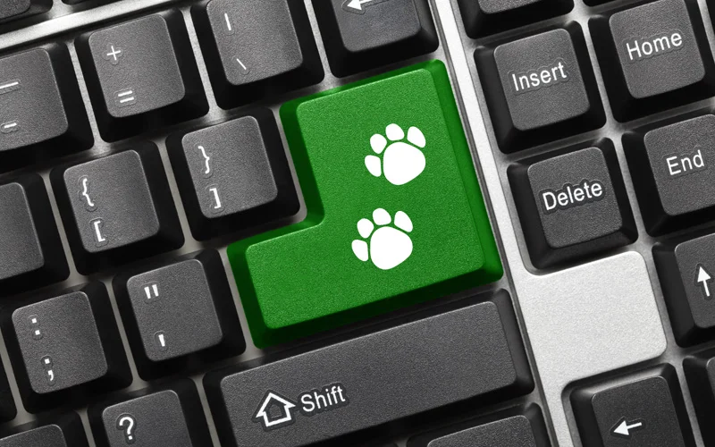 Paper Files Are a Thing of the Past! Digitize Your Veterinary Practice and Make Sure They Are Protected