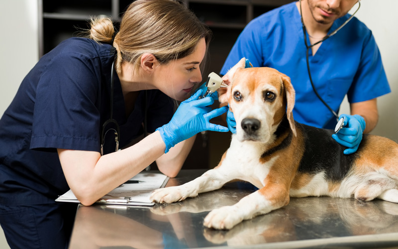 Personalize Pet Patient Care All Year Along - Stay Top of Mind