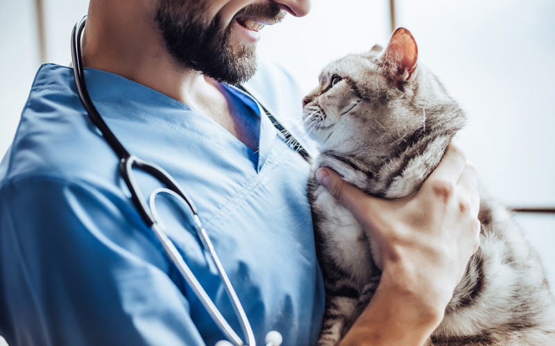 Pet Family Members Are at an All-Time High