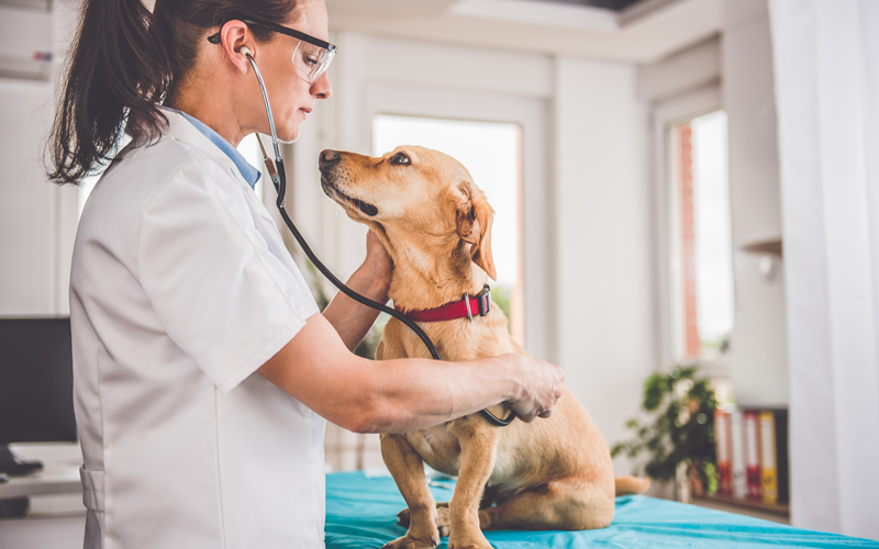 Relief Work for Veterinarians Offers A Much-Needed Work-Life Balance
