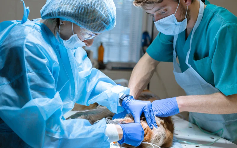 Staff Shortages and Veterinary Team Management Issues