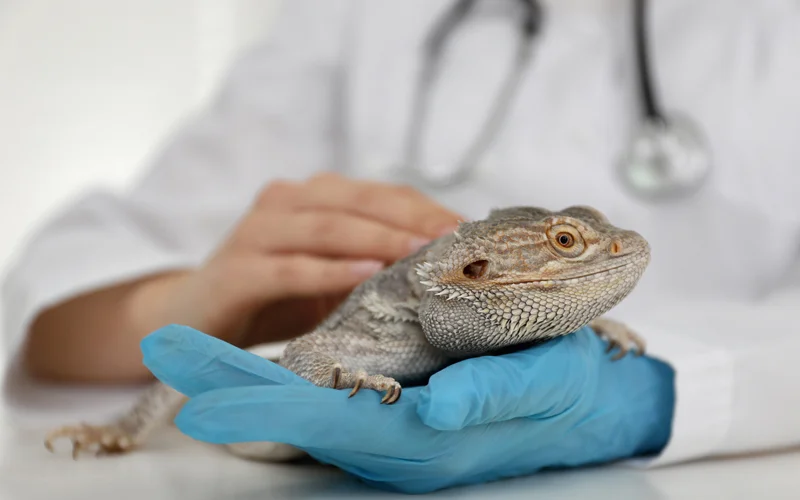 The Keys to Success Every Veterinary Practice Owner Should Know