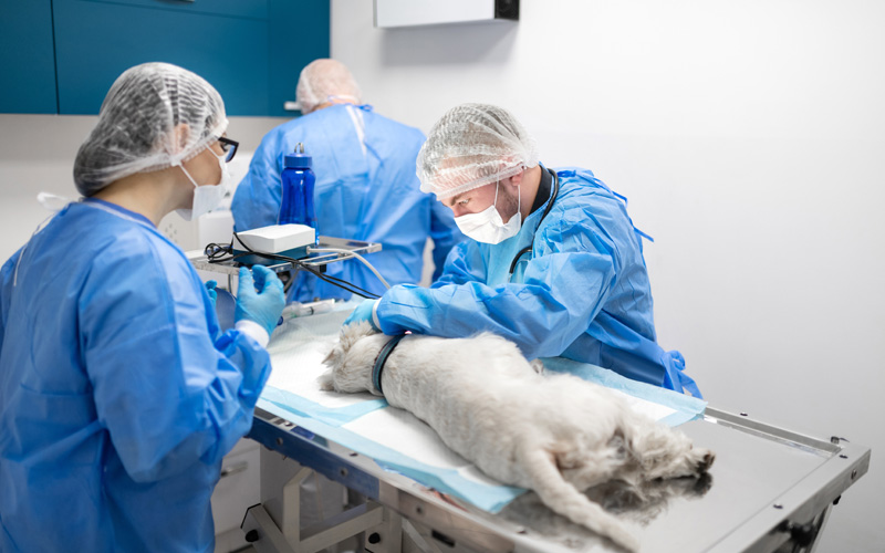 The Veterinary Industry Is Changing. How Can Practices Avoid Burnout and Adjust to Meet New Areas of Need?