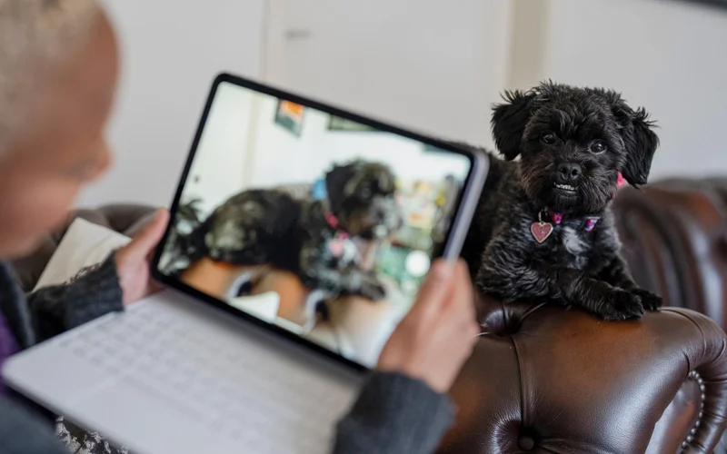 Vet Telemedicine: A New Way of Doing Business