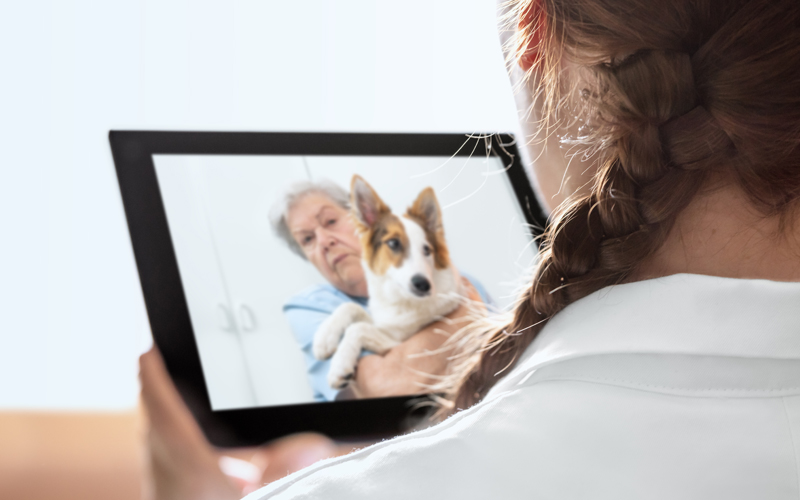Veterinary Telemedicine & How Accurate Is This Type of Support?