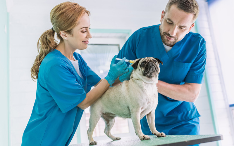 Why Veterinarians Need Professional Liability Insurance