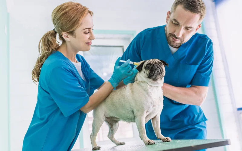 Why Veterinarians Need Professional Liability Insurance